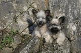 SKYE TERRIER 066